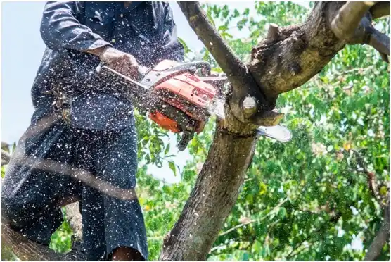 tree services Burley